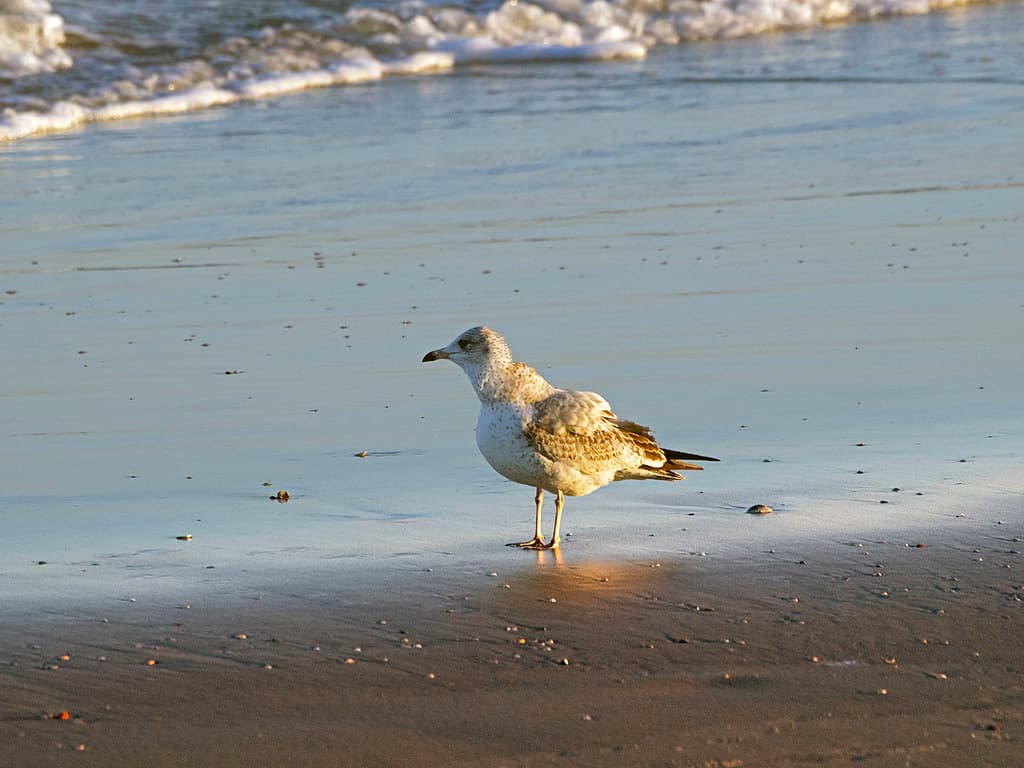 Vilano Beach 10-28-2014 - Seagull 7