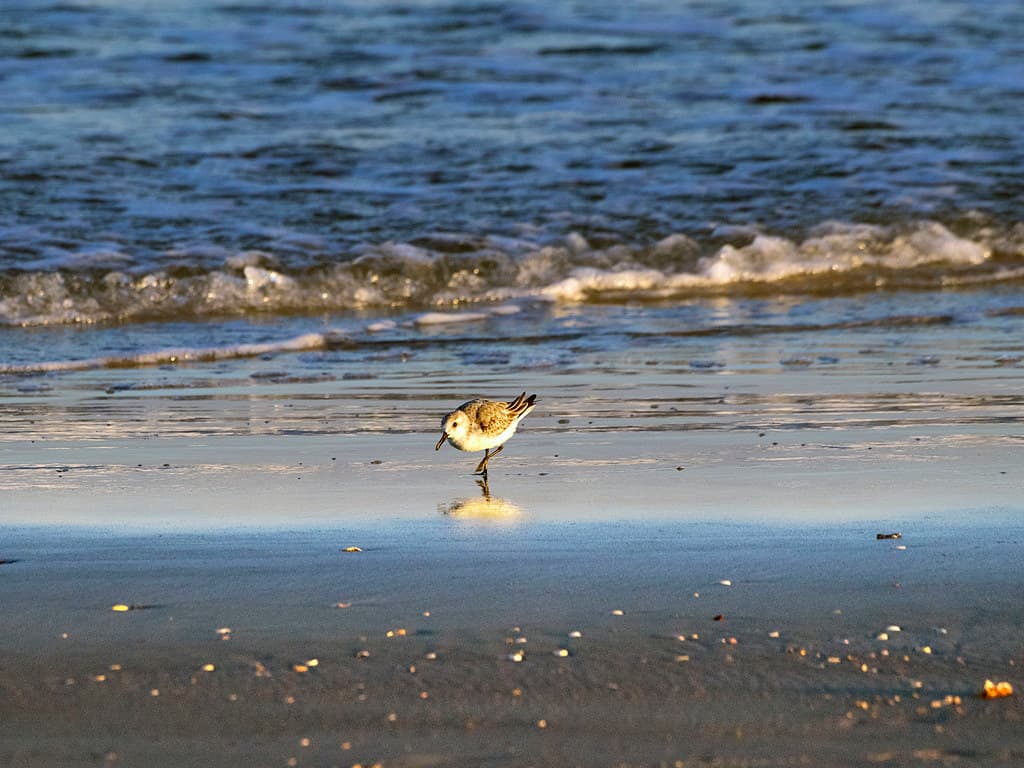 Vilano Beach 10-28-2014 - Sanderling 7