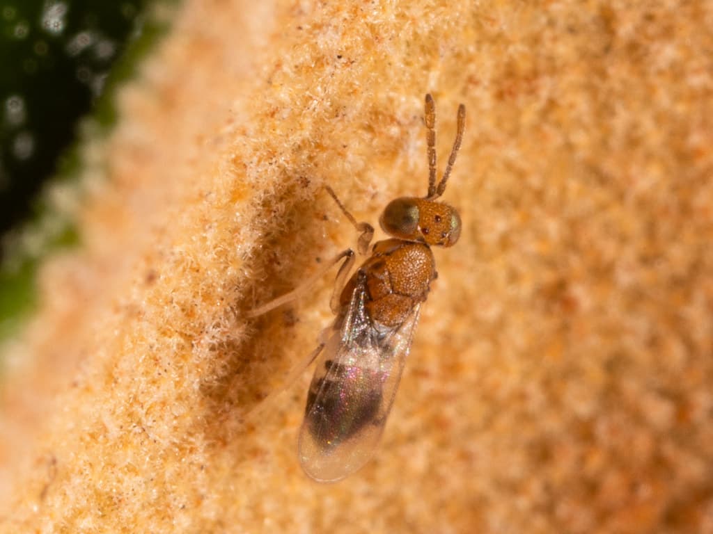 little wasp