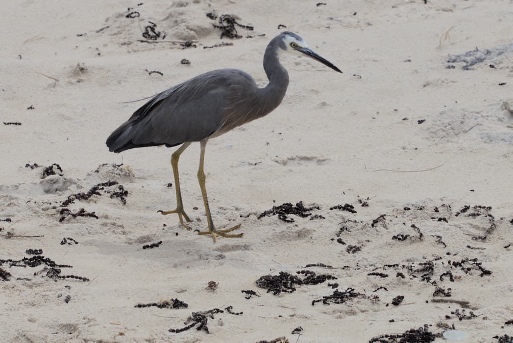 White faced heron