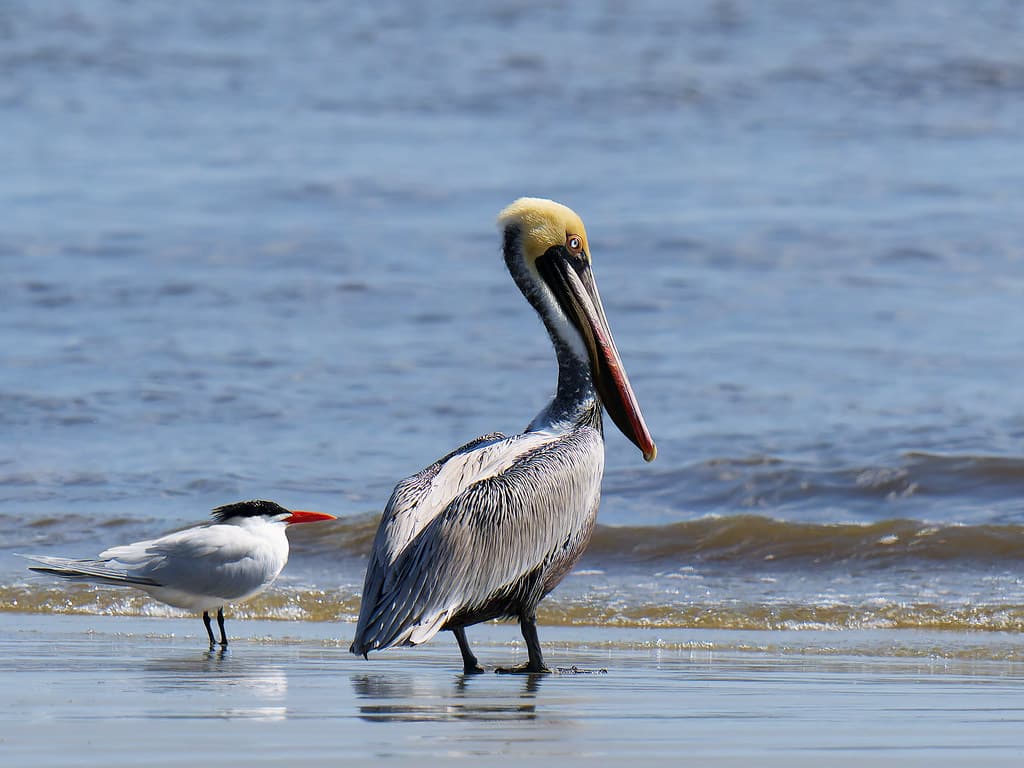 Jekyll Point Beach