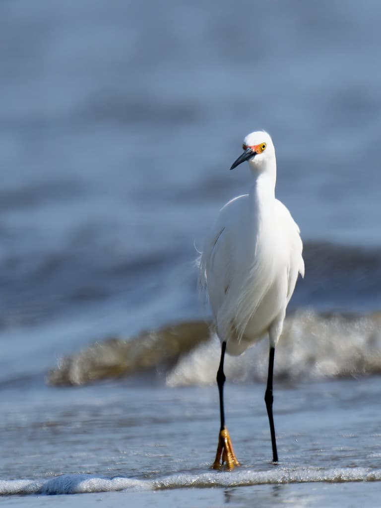 Snowy Egret in the surf