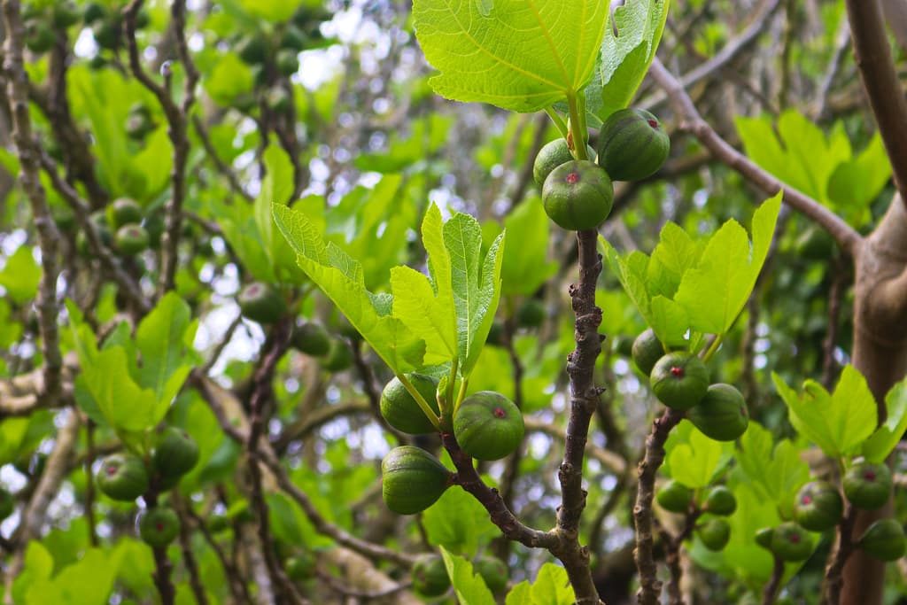 Primavera22_220205