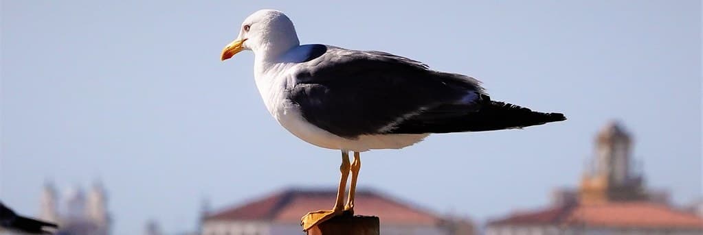 Gaviota vigilante.