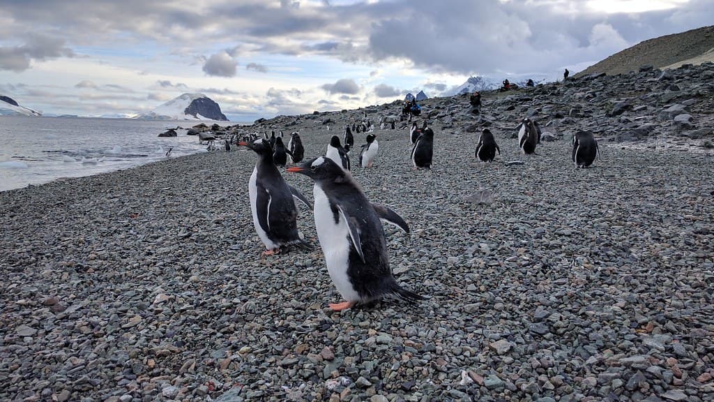 Danco Island Penguins