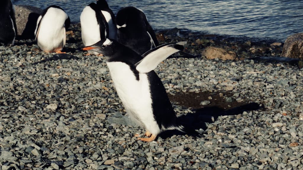Danco Fins Up
