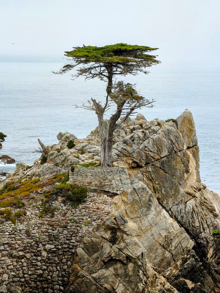 The Lone Cypress -- in Explore