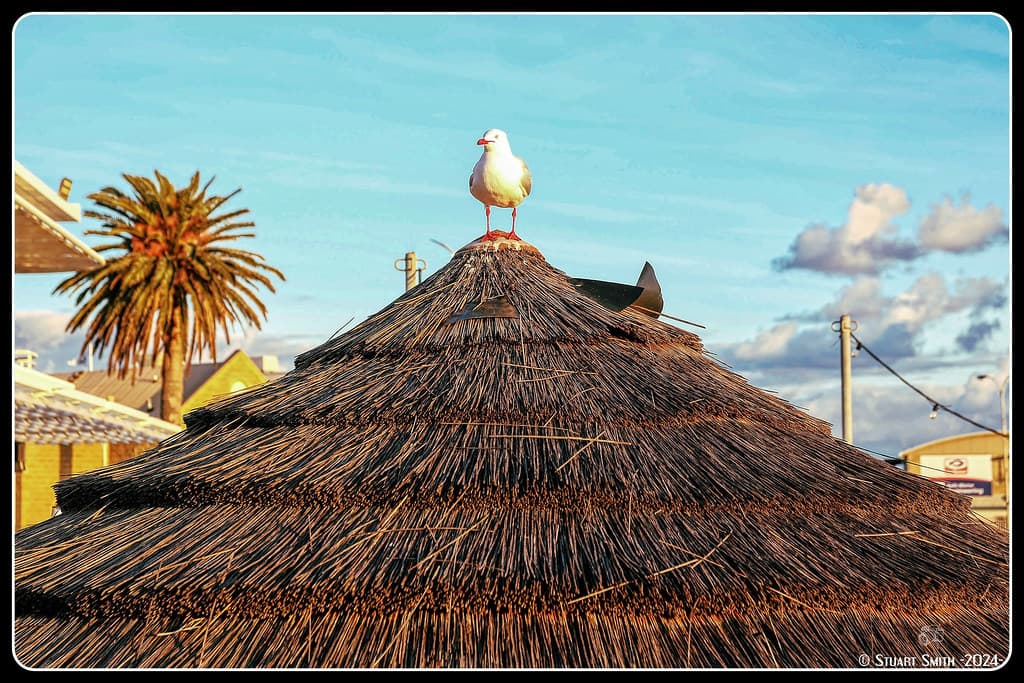 "On Top", Bathers Beach, Fremantle, Perth, Western Australia
