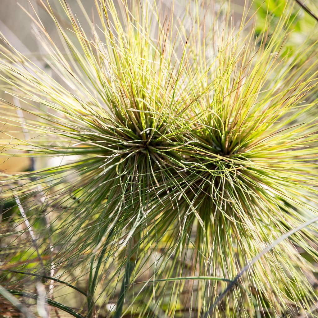 Beach Spinifex
