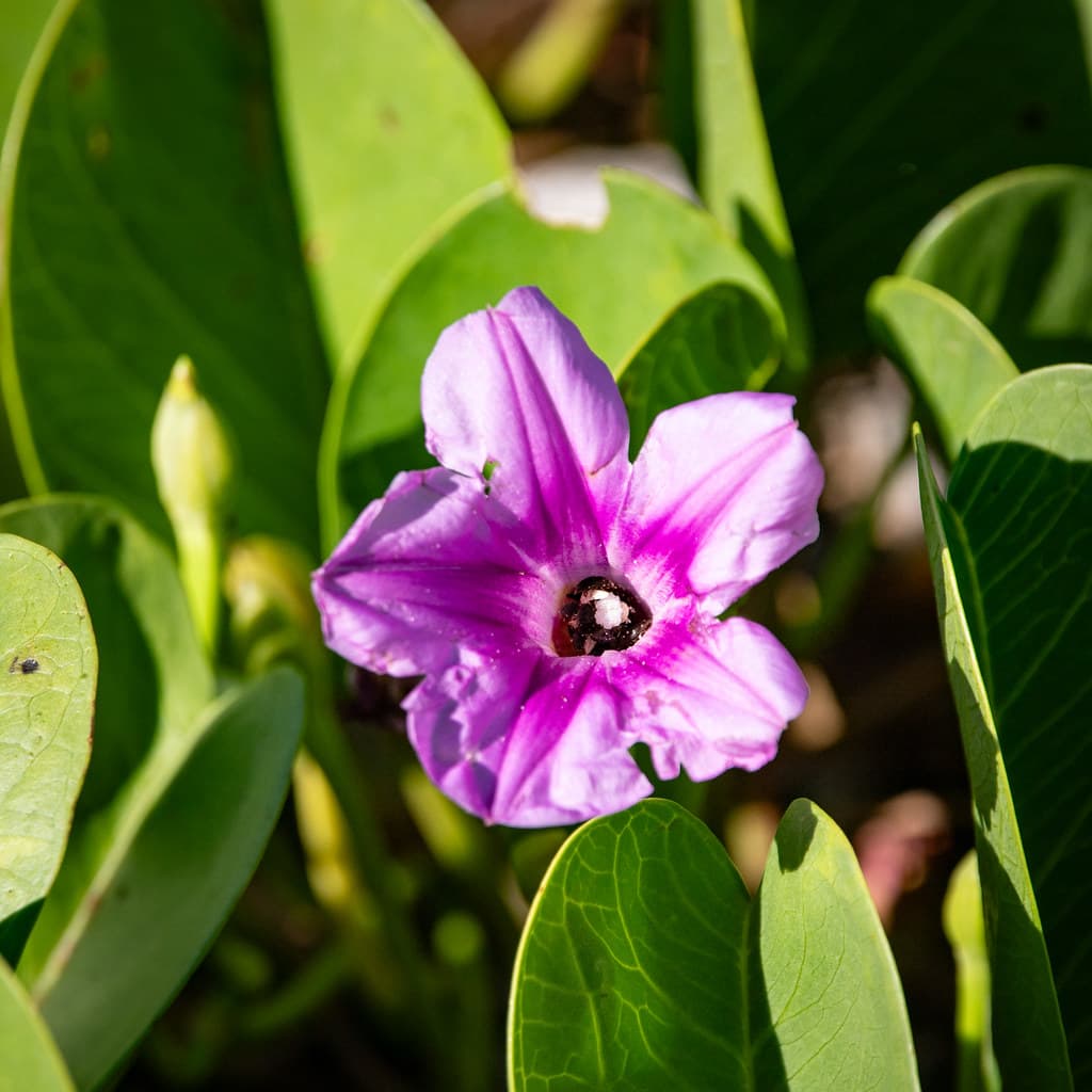 Beach Morning Glory