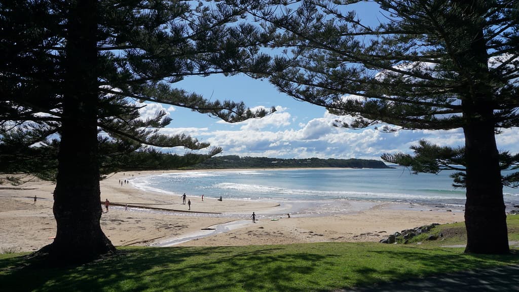 Blackhead Beach and  Norfolk Island pines