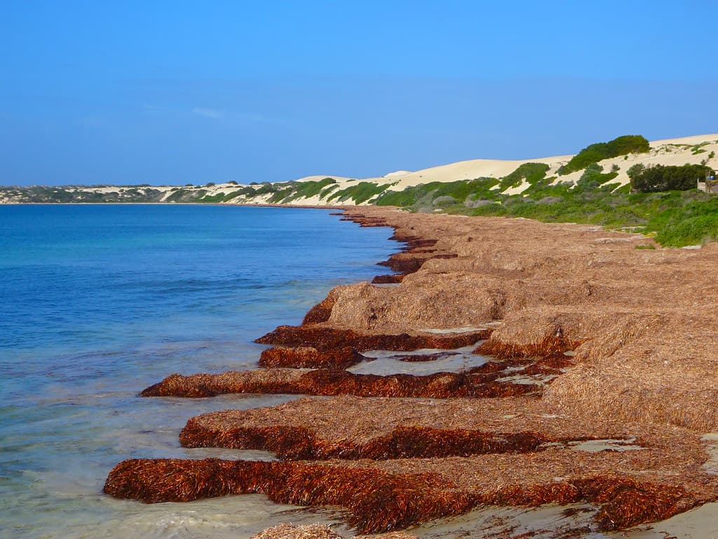 Grassy Head Beach