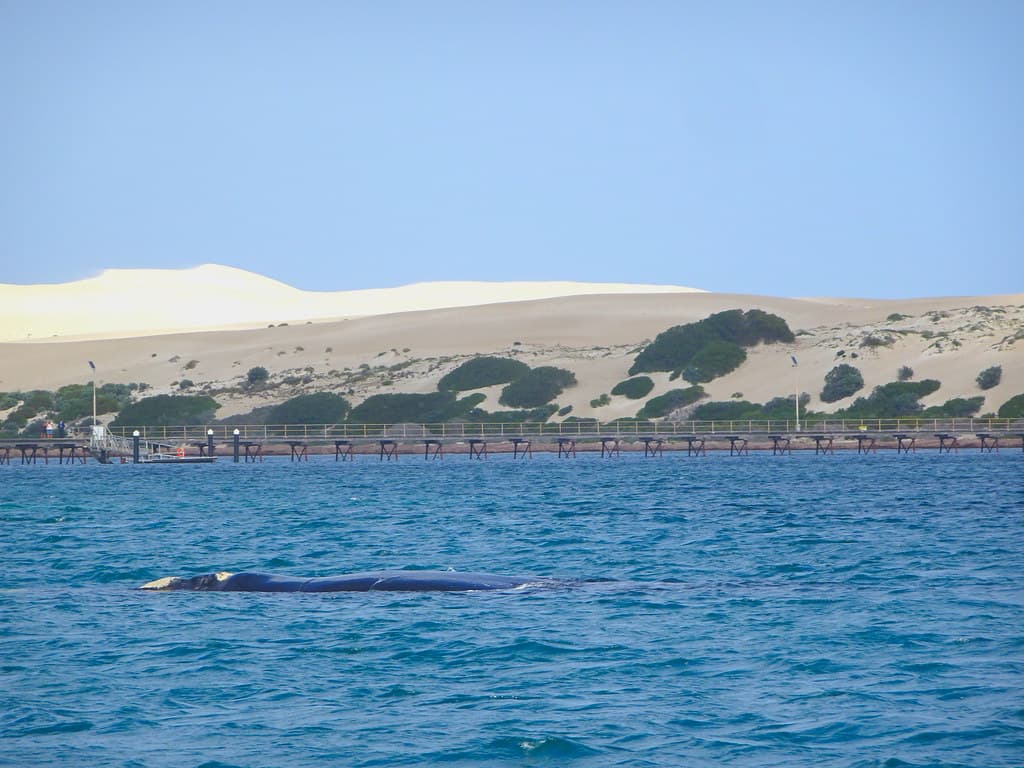 Fowlers Bay jetty and sand hills. In the foreground a mother Southern Right Whale. They used the bay as a birthing area from June to September.
