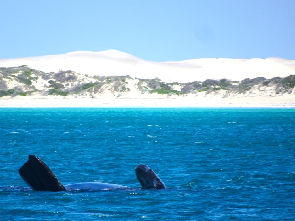 Fowlers Bay Eyre Peninsula. Southern Right whale mother swimming near the sand hills.