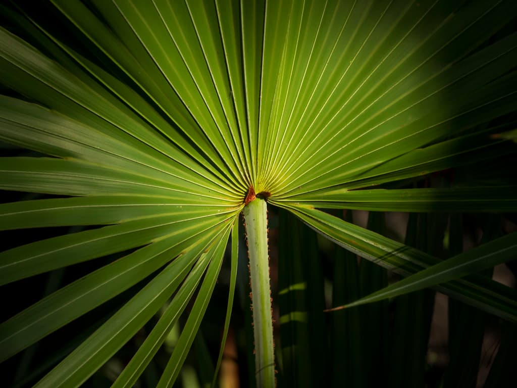 Palm frond, spotlit
