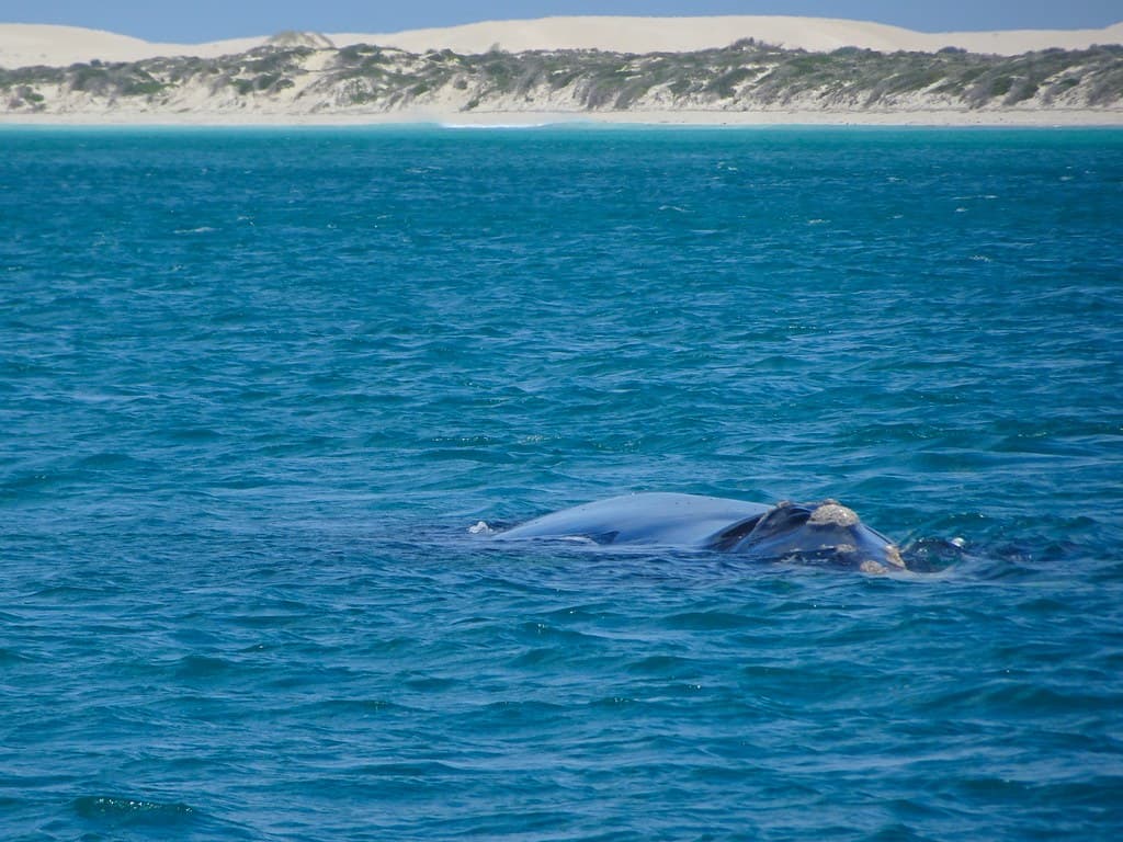 Fowlers Bay Beach