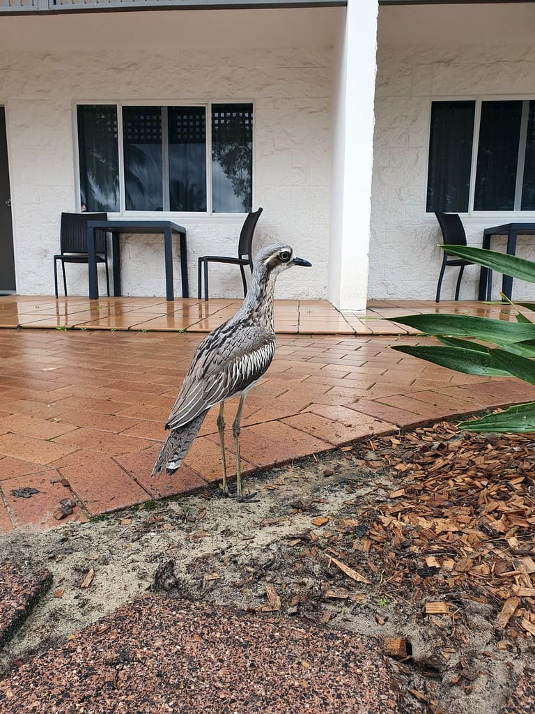 Bush stone curlew at K'gari Beach resort