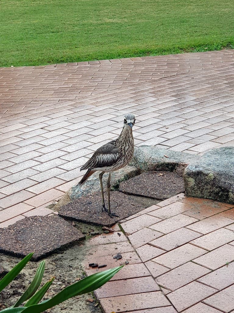Bush stone curlew at K'gari Beach resort