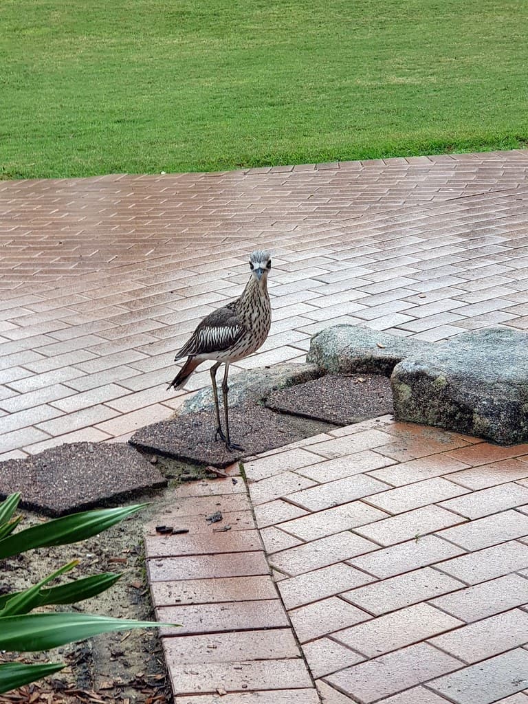 Bush stone curlew at K'gari Beach resort