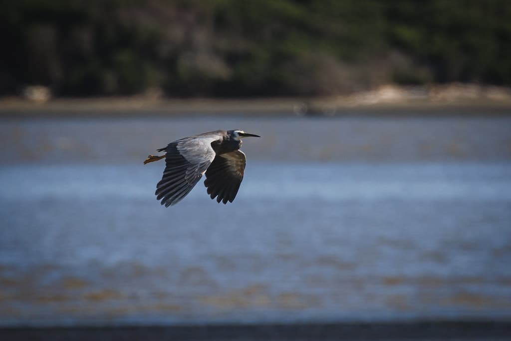 Matuku Moana | White Faced Heron
