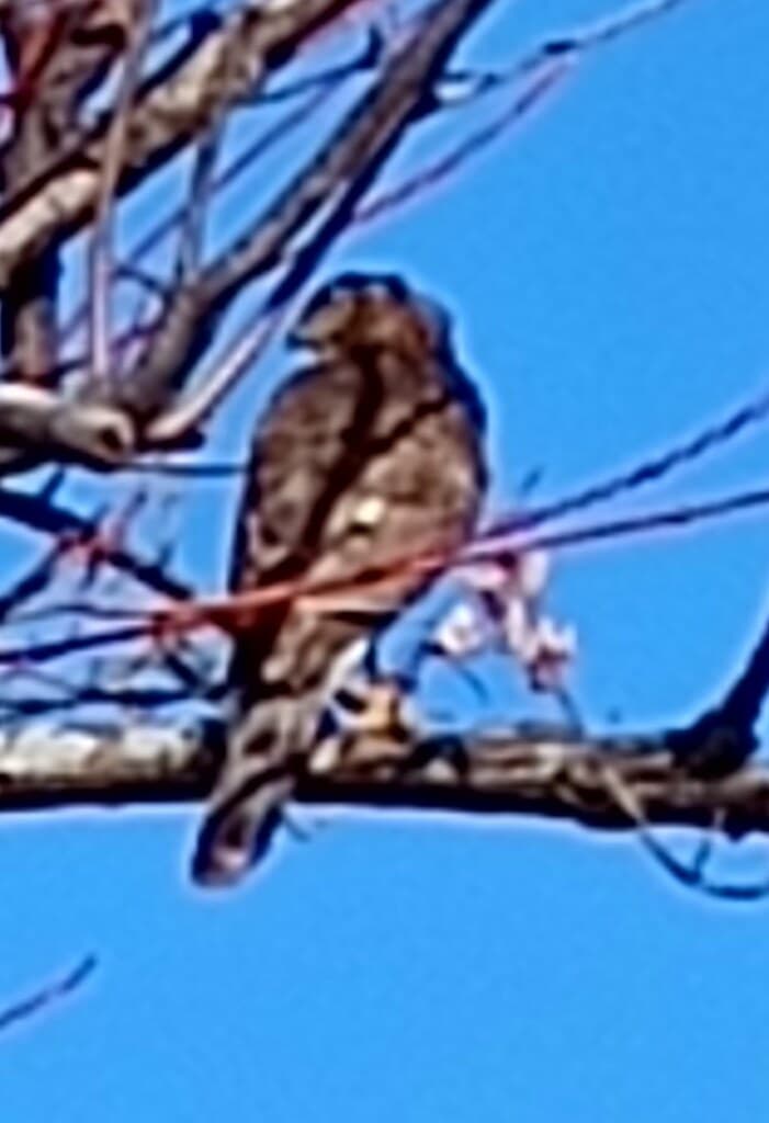 Cooper's Hawk; 20241219; USA-VA-Virginia Beach