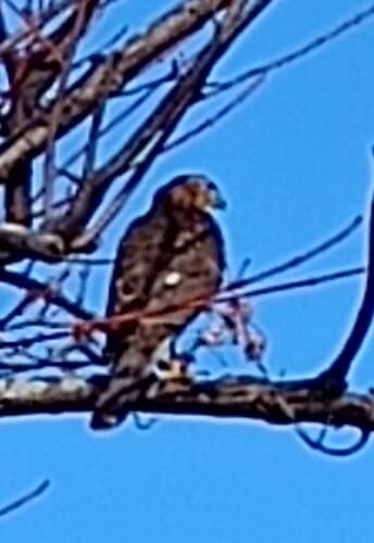 Cooper's Hawk; 20241219; USA-VA-Virginia Beach