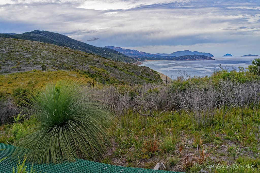 Wilsons prom