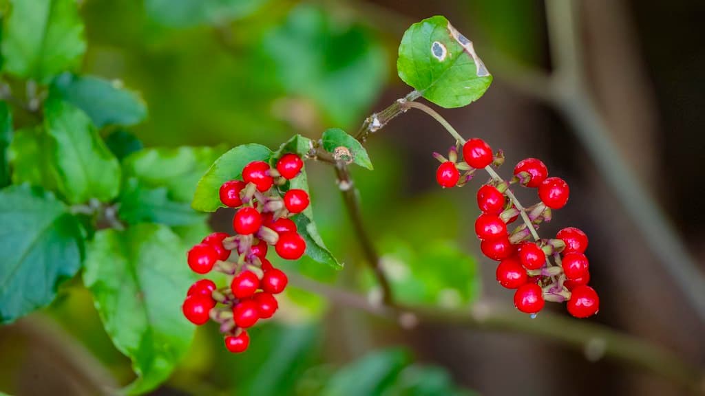Nature of Florida. Plants and animals on the US state. Winter trip 2024/25