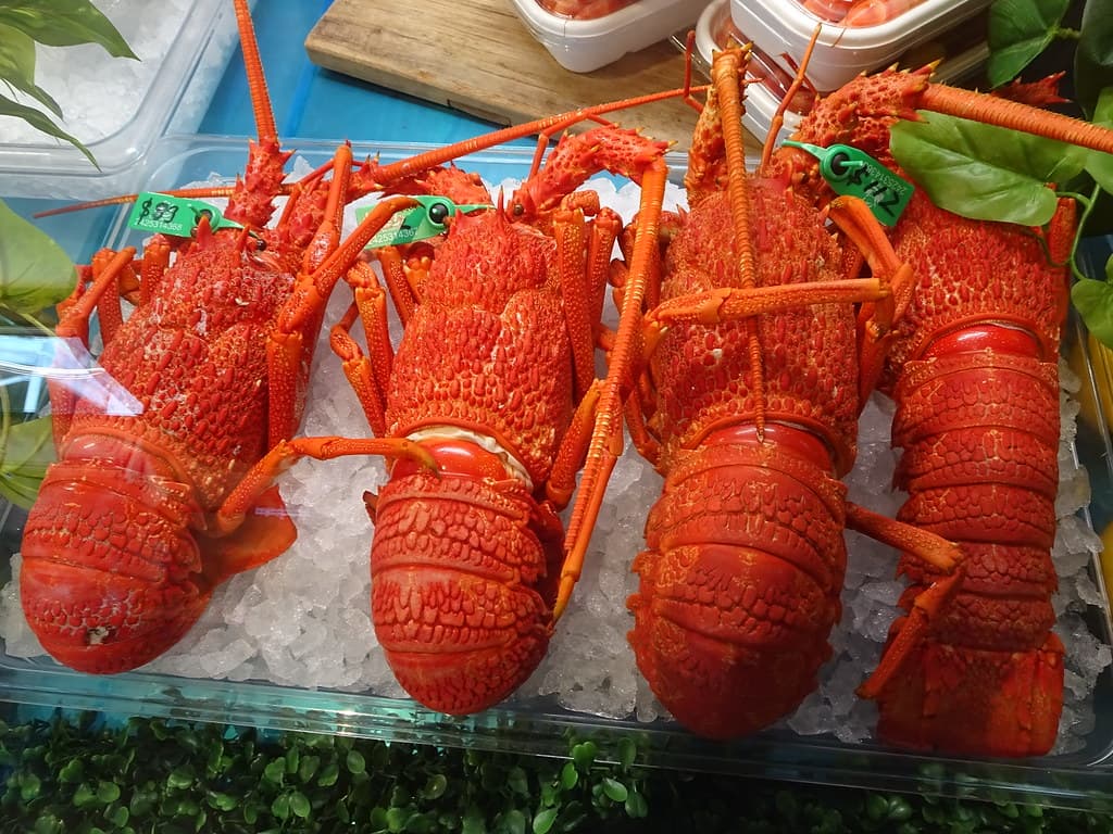 Bicheno. Cooked Australian lobsters or crayfish at the Lobster Shack restaurant in Bicheno.