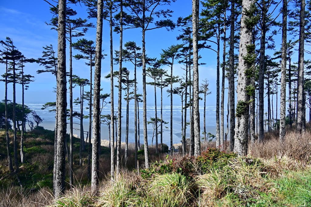 Seabrook View
