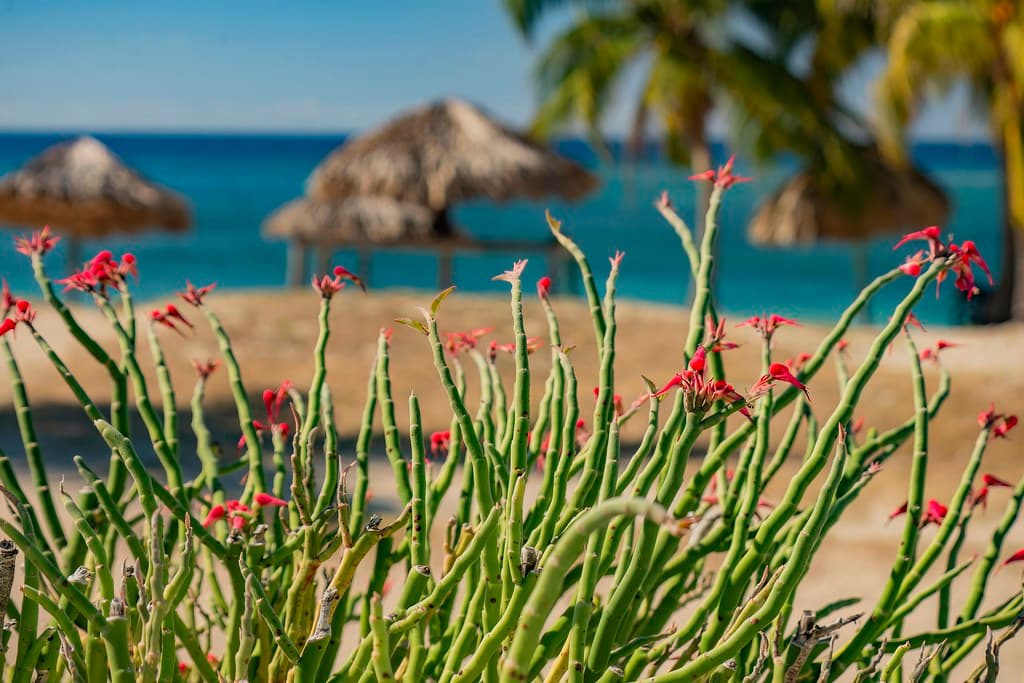 Rancho Luna beach, Cienfuegos, Cuba, winter 2025