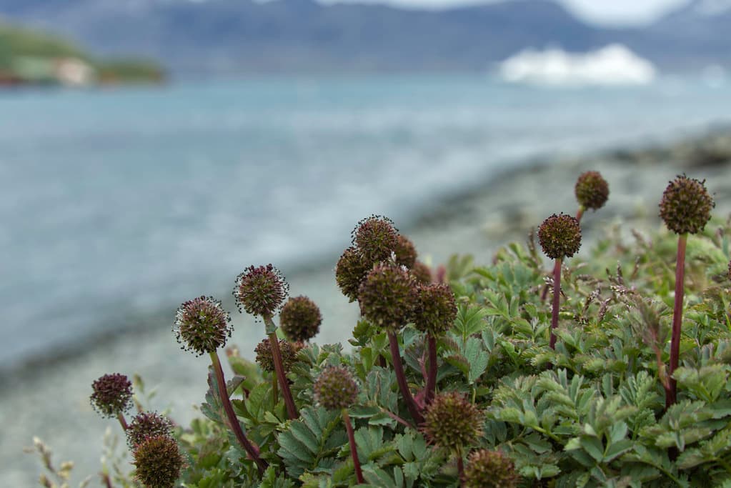 Grytviken Buzzy Burr