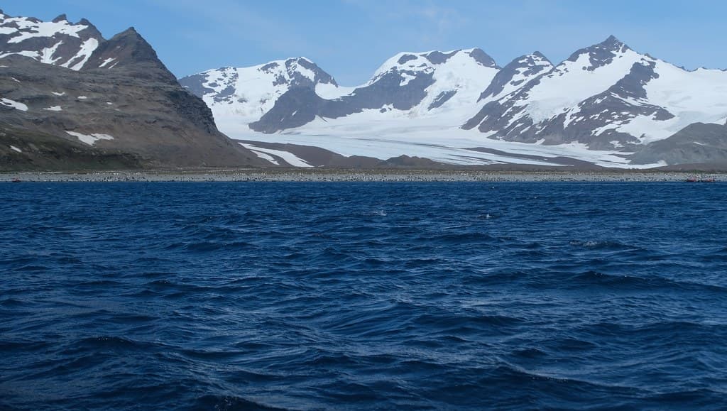 Salisbury Plain, South Georgia Island