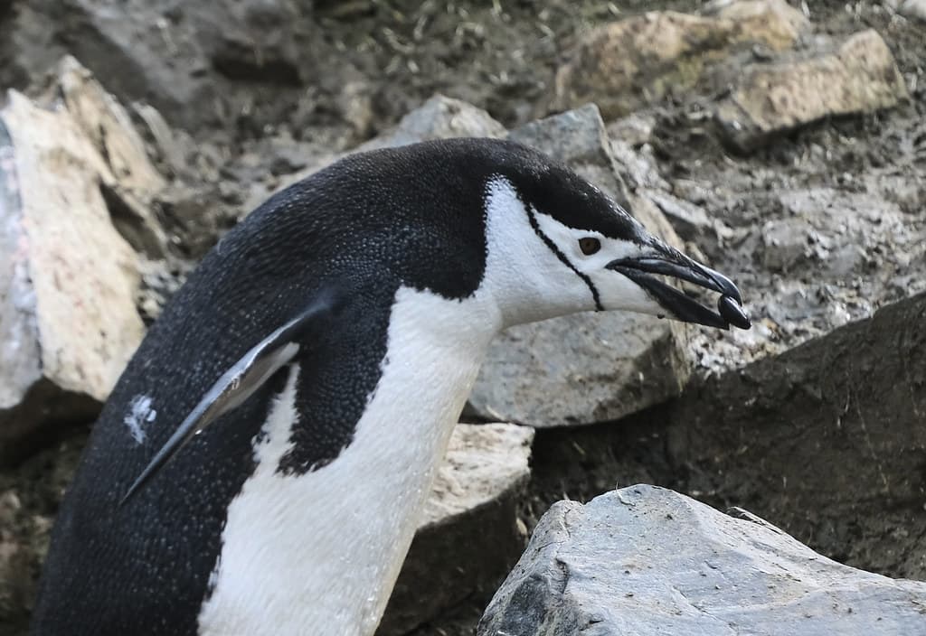 A pebble for the nest