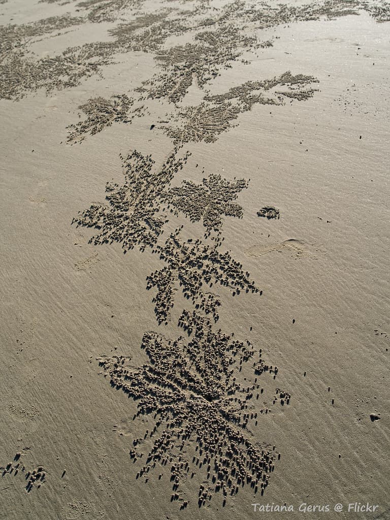 Crabs activity on the beach, Cooktown