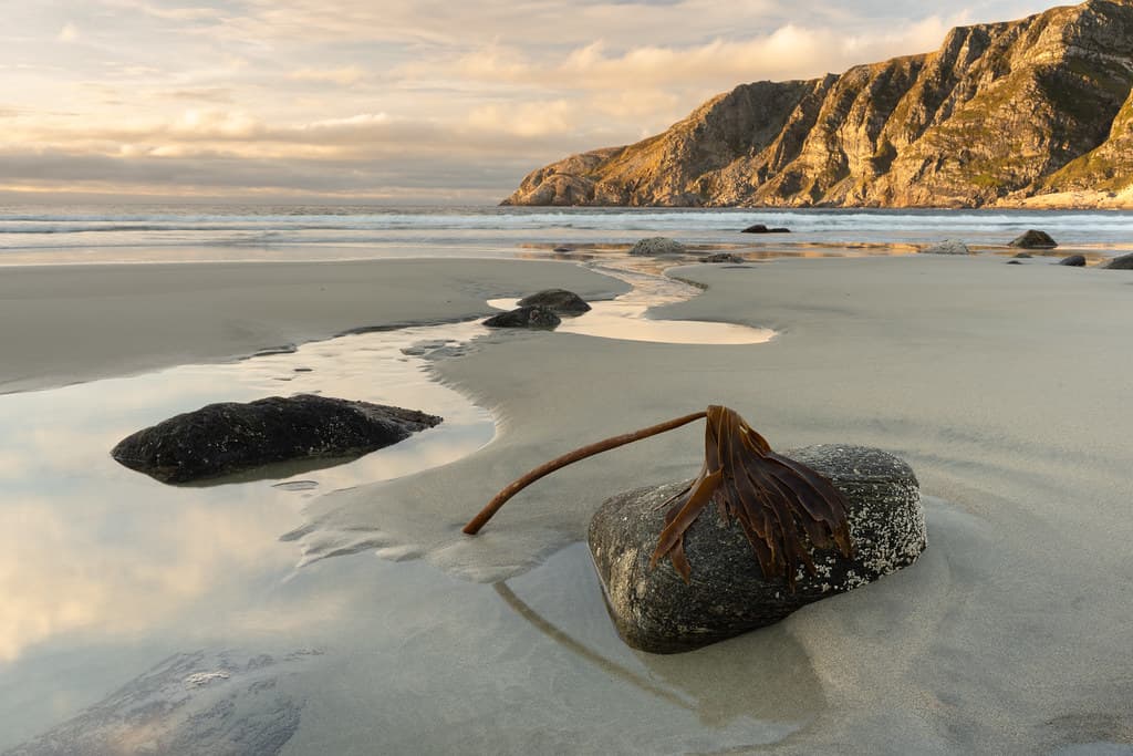 Sea Mop - Kelp and Fjord