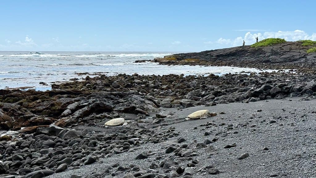 Punalu?u Black Sand Beach — photo by WalrusTexas