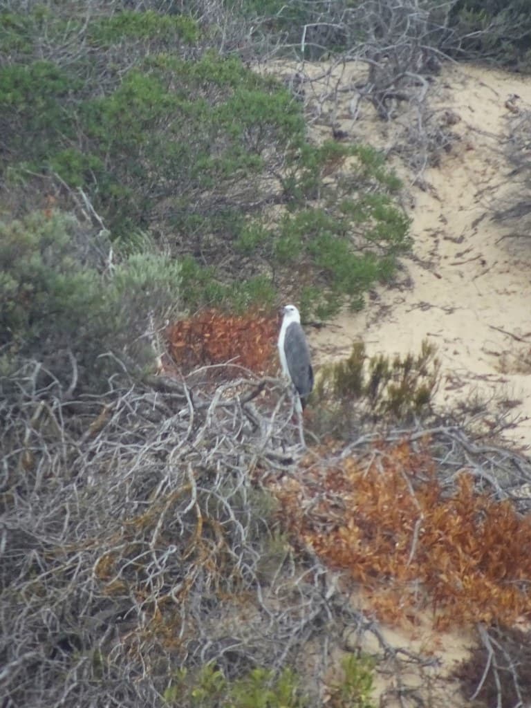 The Coorong. A Sea Eagle.