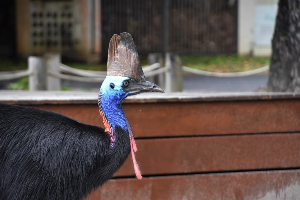 Etty Bay - Cassowary on the beach (If you see one keep your distance and DO NOT FEED them)