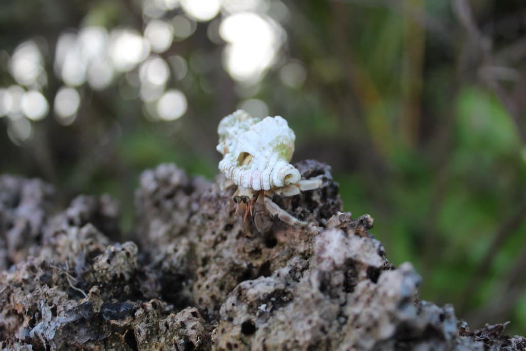 Hermit Crab in Faguta