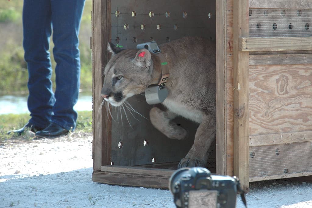 FWC panther release 4/3/13