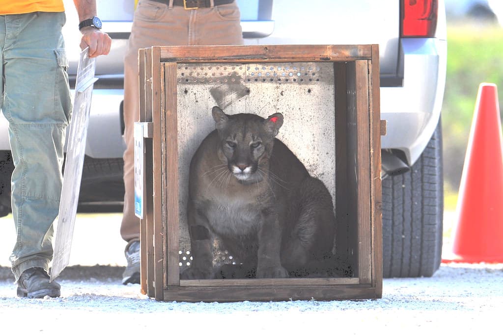 FWC panther release 4/3/13