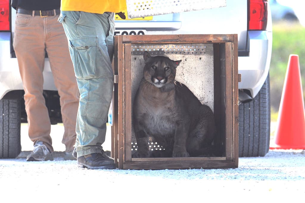 FWC panther release 4/3/13