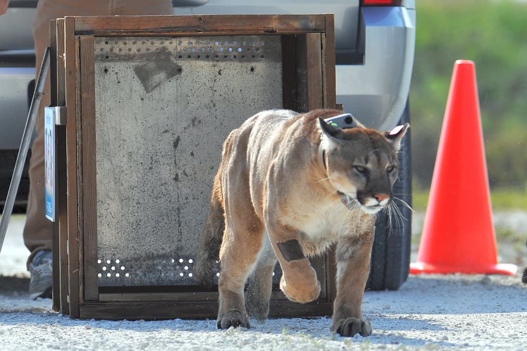 FWC panther release 4/3/13