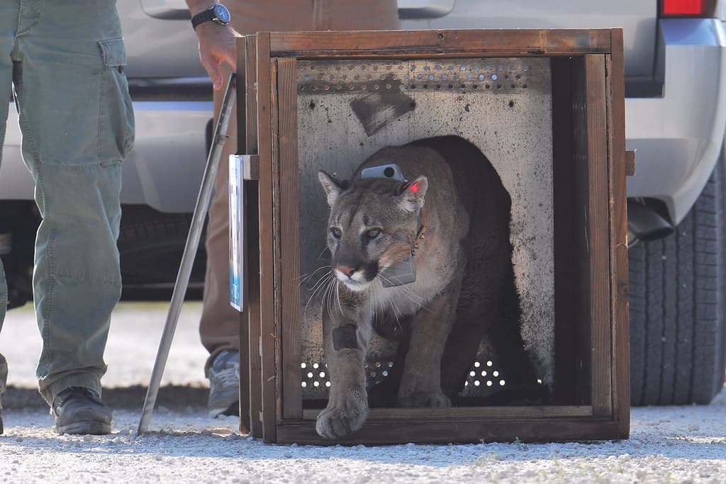 FWC panther release 4/3/13