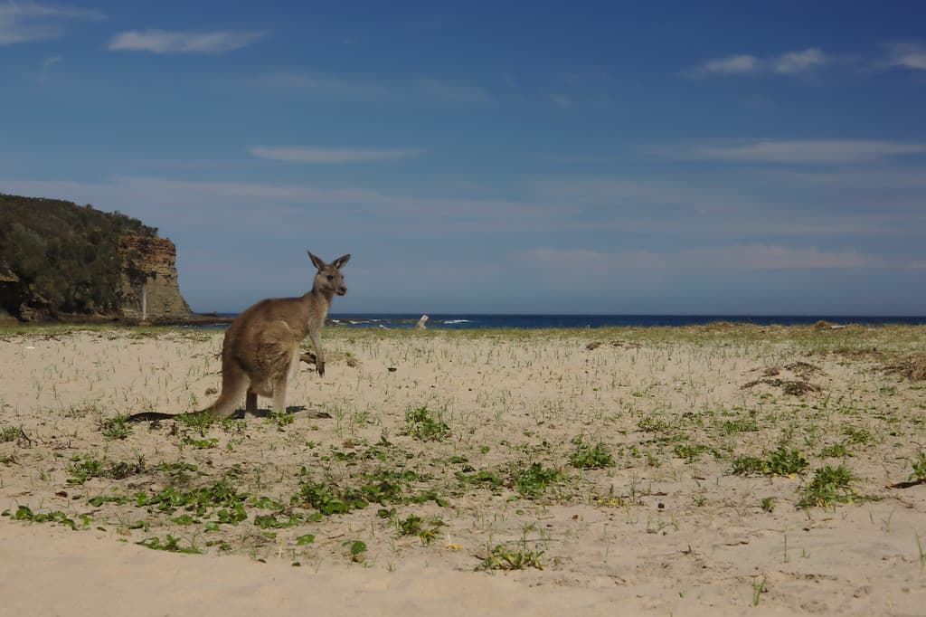 Pebbly Beach Kangaroo II