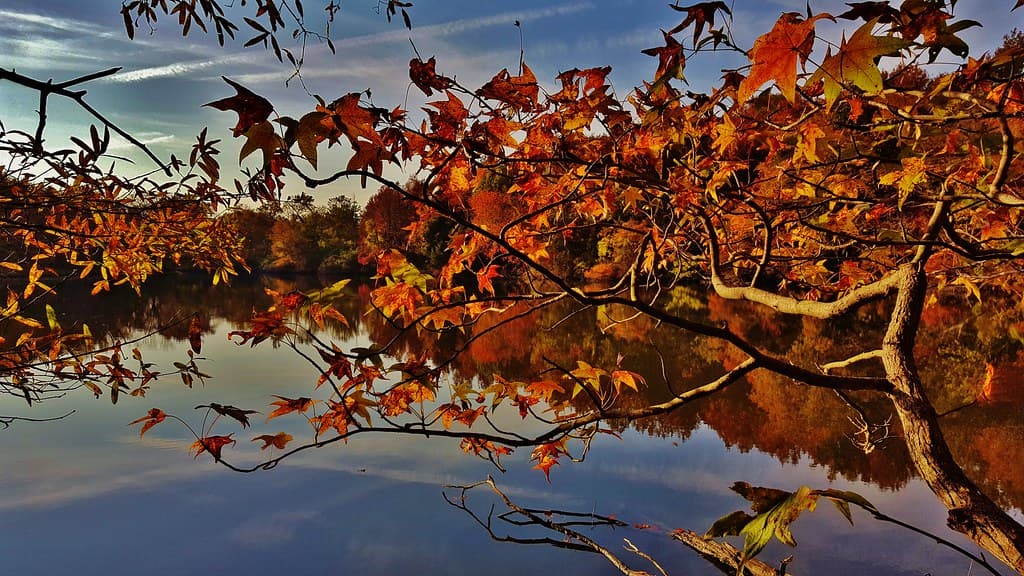 Sweetgum At Beverly Triton