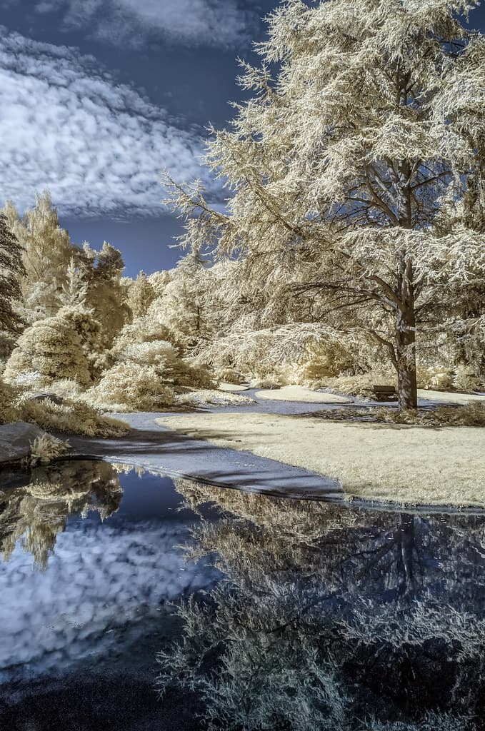 Kubota Garden Infrared (Seattle, Washington)