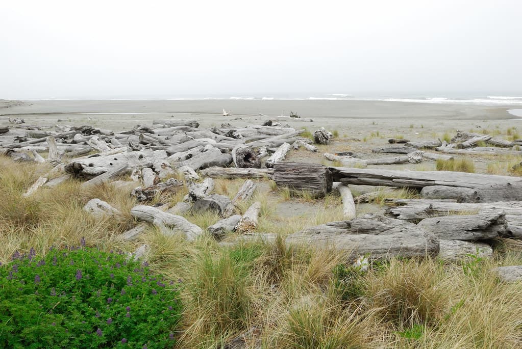 Gold Bluffs Beach