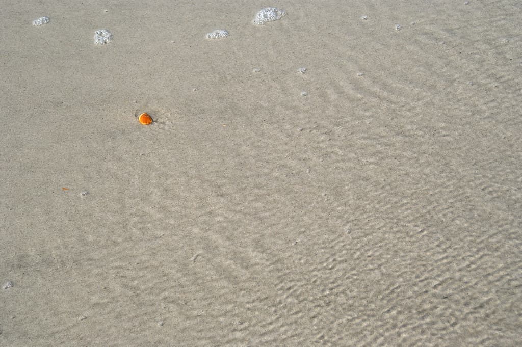Orange Shell